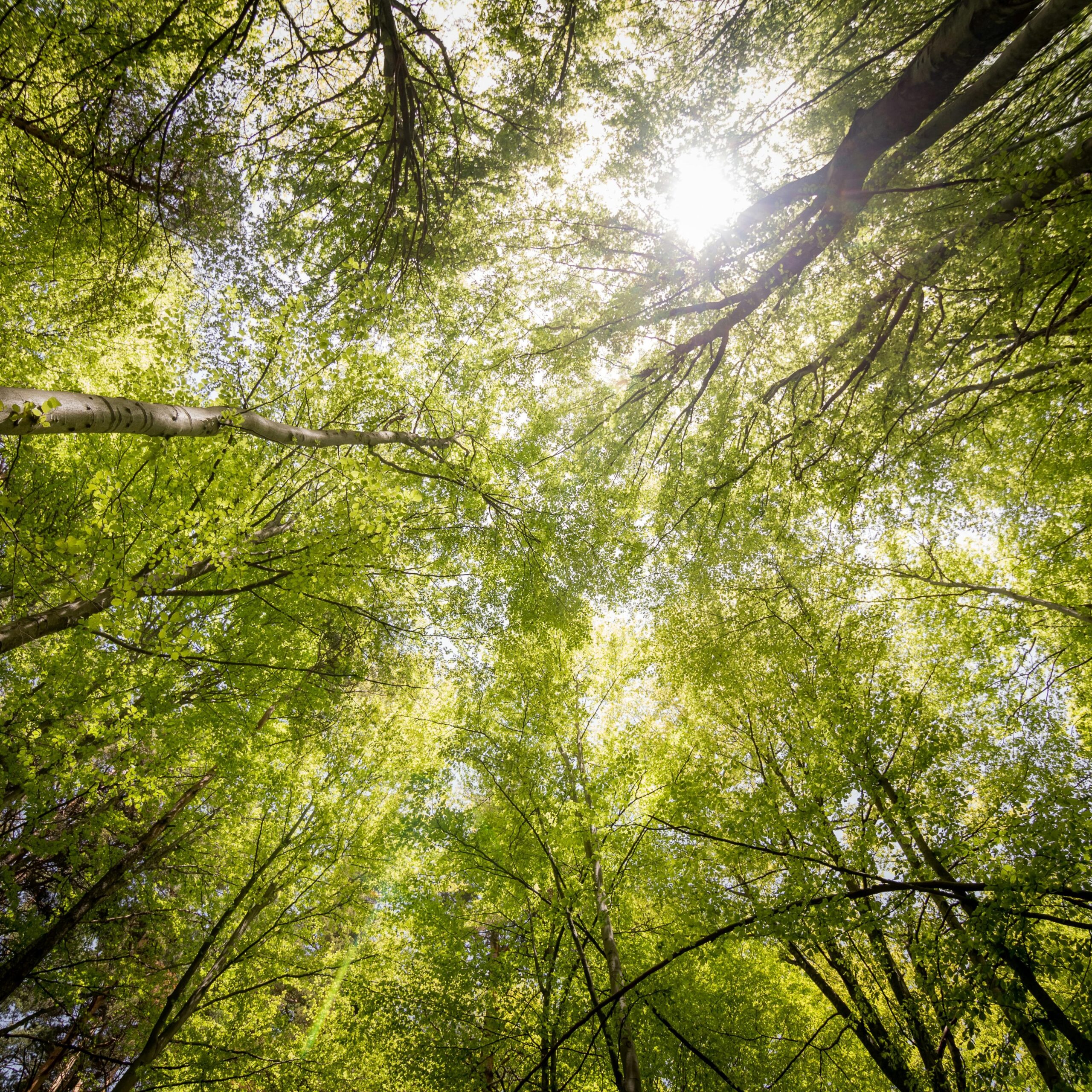 Green forest : reducing our ecological footprint